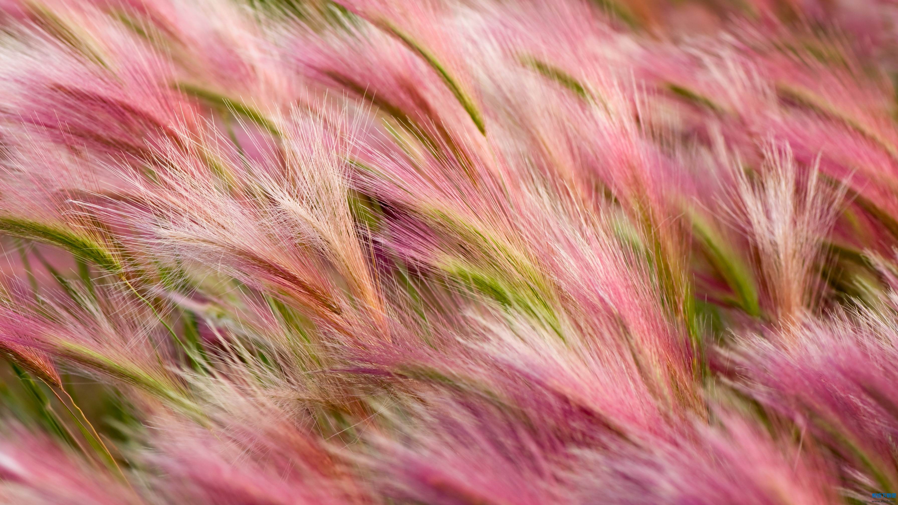 调整大小 Foxtail Barley.jpg